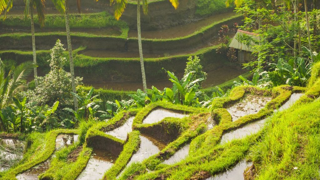 Riževe terase - Ubud, Bali